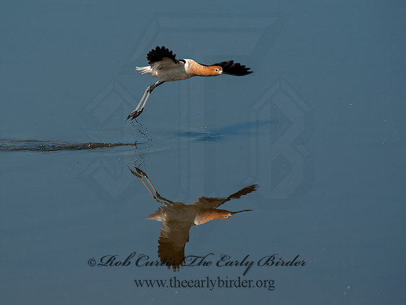 Recurvirostra americana  AMERICAN AVOCET 8036041z