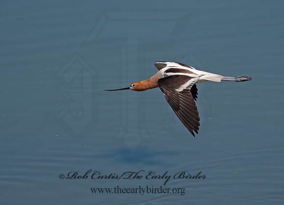 Recurvirostra americana  AMERICAN AVOCET 8036050z