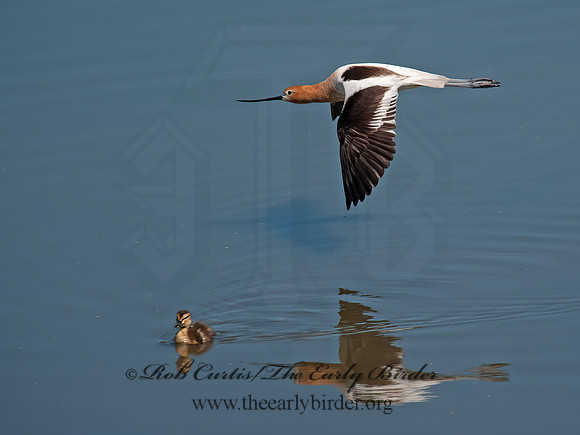 Recurvirostra americana  AMERICAN AVOCET 8036051z