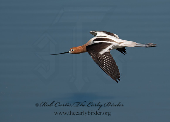 Recurvirostra americana  AMERICAN AVOCET 8036052z