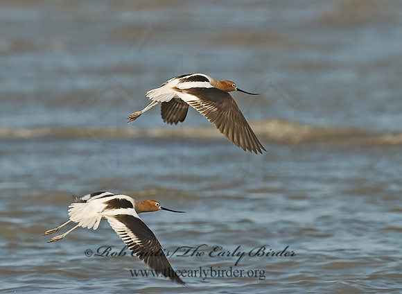 Recurvirostra americana  AMERICAN AVOCET 7004015z