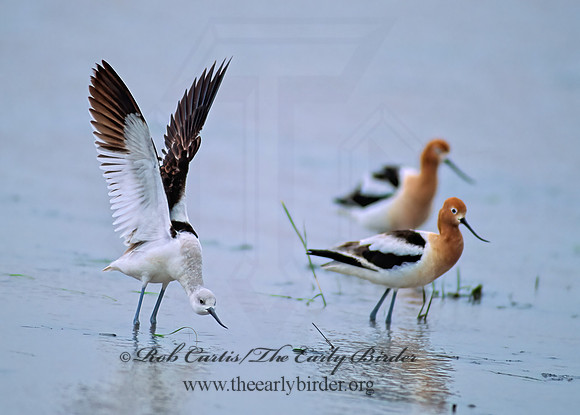 Recurvirostra americana  AMERICAN AVOCET 49707z