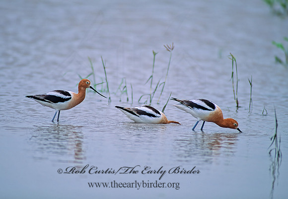 Recurvirostra americana  AMERICAN AVOCET 49705z
