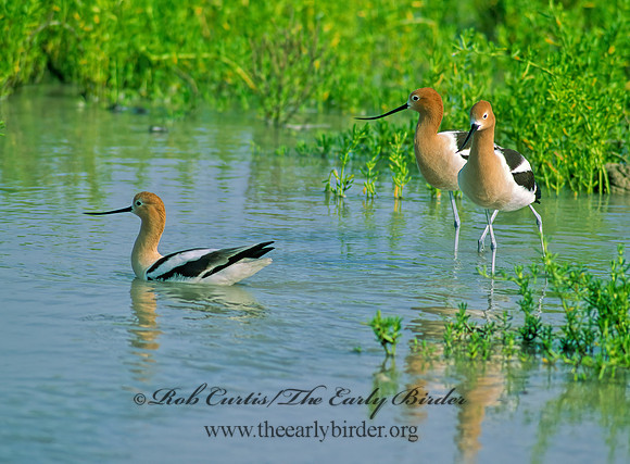 Recurvirostra americana  AMERICAN AVOCET 69234z