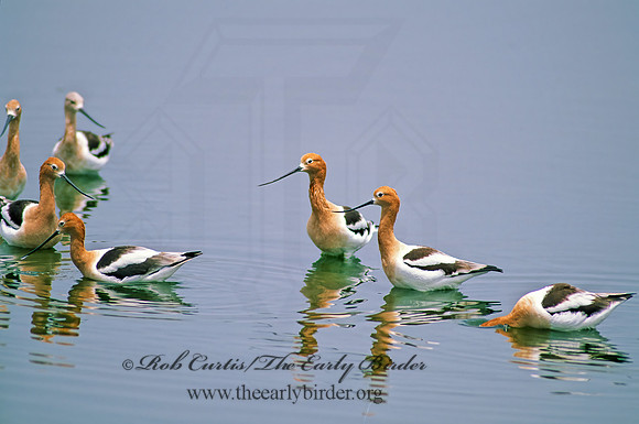 Recurvirostra americana  AMERICAN AVOCET 52302z