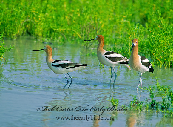 Recurvirostra americana  AMERICAN AVOCET 69235z