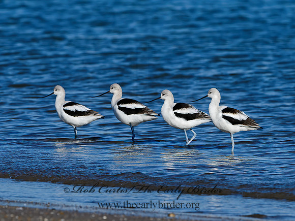Recurvirostra americana  AMERICAN AVOCET 1306742z