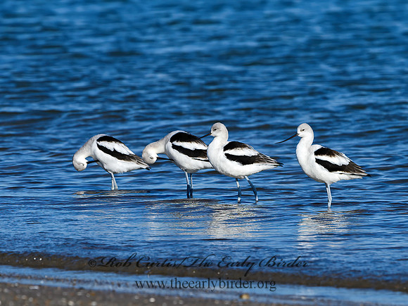 Recurvirostra americana  AMERICAN AVOCET 1306743z