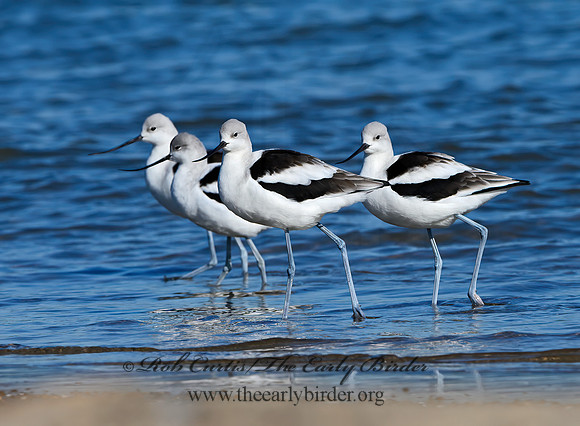 Recurvirostra americana  AMERICAN AVOCET 1306782z