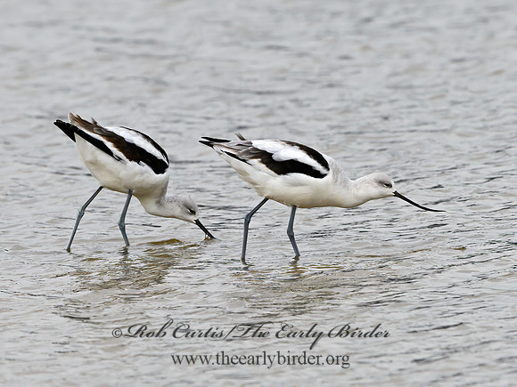 Recurvirostra americana  AMERICAN AVOCET 1307515z