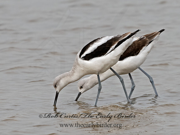 Recurvirostra americana  AMERICAN AVOCET 1307524z