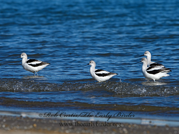 Recurvirostra americana  AMERICAN AVOCET 1306758z