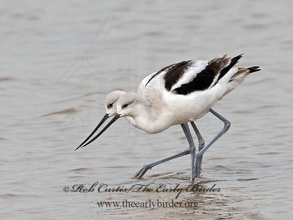 Recurvirostra americana  AMERICAN AVOCET 1307527z