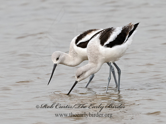 Recurvirostra americana  AMERICAN AVOCET 1307528z