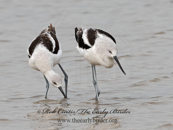 Recurvirostra americana  AMERICAN AVOCET 1307530z