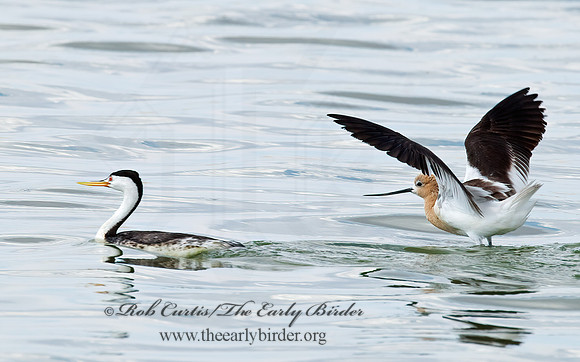 Recurvirostra americana  AMERICAN AVOCET 6027076z