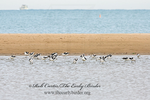 Recurvirostra americana  AMERICAN AVOCET 1307482z