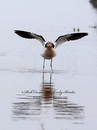 Recurvirostra americana  AMERICAN AVOCET 6038994z