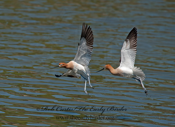 Recurvirostra americana  AMERICAN AVOCET 8036077z