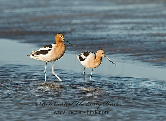 Recurvirostra americana  AMERICAN AVOCET 7004005z