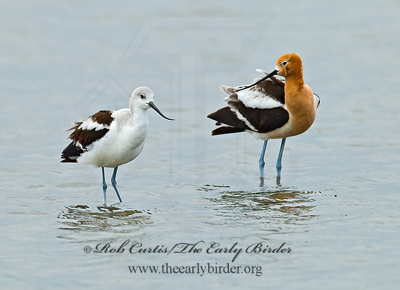 Recurvirostra americana  AMERICAN AVOCET 7004391z