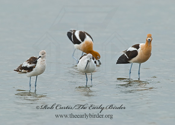 Recurvirostra americana  AMERICAN AVOCET 7004389z