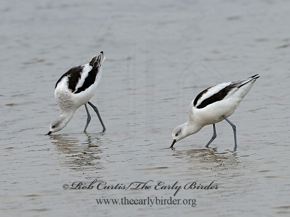 Recurvirostra americana  AMERICAN AVOCET 1307511z