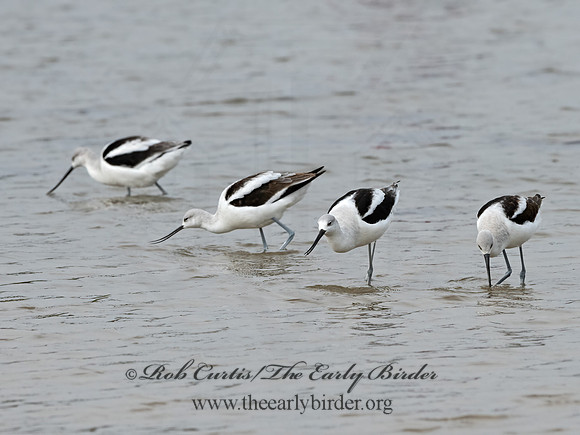 Recurvirostra americana  AMERICAN AVOCET 1307504z