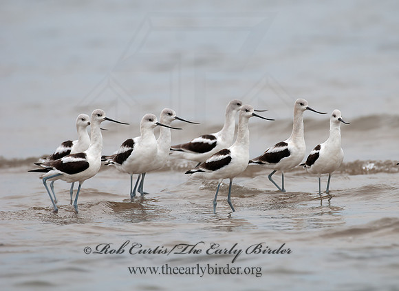 Recurvirostra americana  AMERICAN AVOCET 3009580z