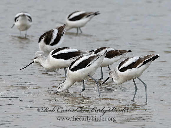 Recurvirostra americana  AMERICAN AVOCET 1307510z