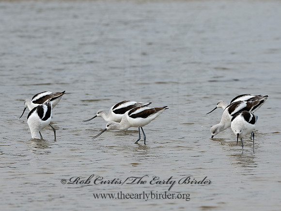 Recurvirostra americana  AMERICAN AVOCET 1307507z