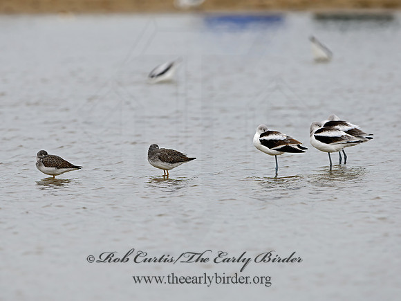 Recurvirostra americana  AMERICAN AVOCET 1307540z