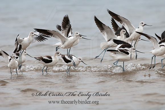 Recurvirostra americana  AMERICAN AVOCET 3009596z