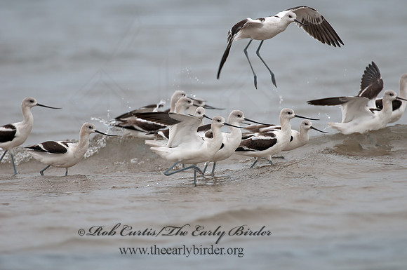 Recurvirostra americana  AMERICAN AVOCET 3009604z
