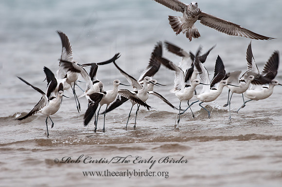 Recurvirostra americana  AMERICAN AVOCET 3009610z