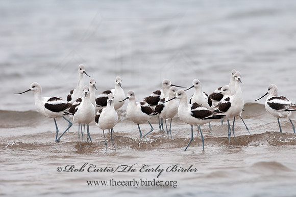 Recurvirostra americana  AMERICAN AVOCET 3009616z