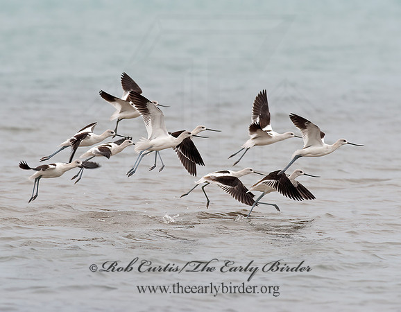 Recurvirostra americana  AMERICAN AVOCET 8026647z