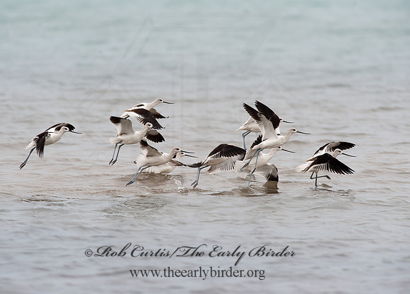 Recurvirostra americana  AMERICAN AVOCET 8026644z