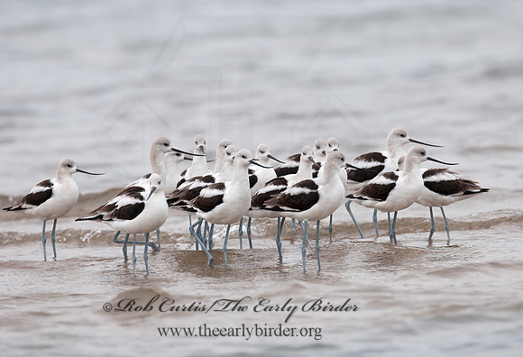 Recurvirostra americana  AMERICAN AVOCET 3009617z