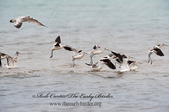 Recurvirostra americana  AMERICAN AVOCET 8026642z