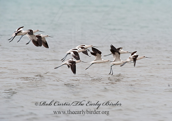 Recurvirostra americana  AMERICAN AVOCET 8026650z