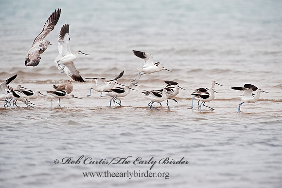 Recurvirostra americana  AMERICAN AVOCET 8026663z