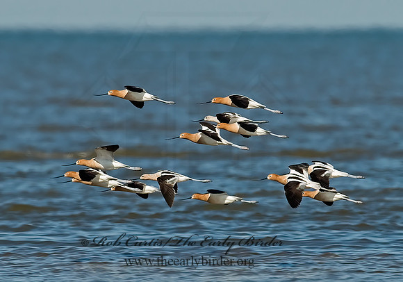 Recurvirostra americana  AMERICAN AVOCET 7003660z