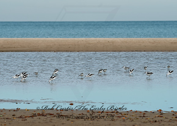 Recurvirostra americana  AMERICAN AVOCET 9065125z