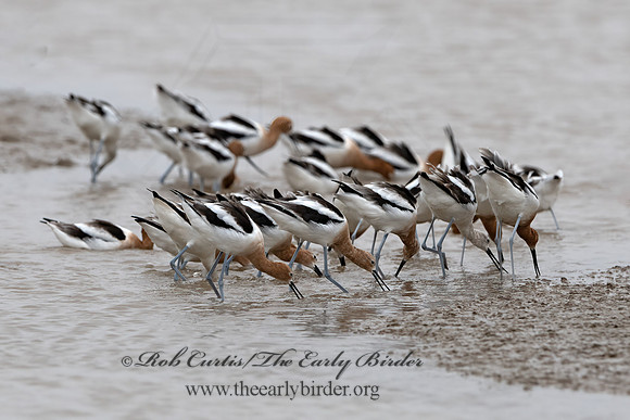 Recurvirostra americana  AMERICAN AVOCET 3029689z