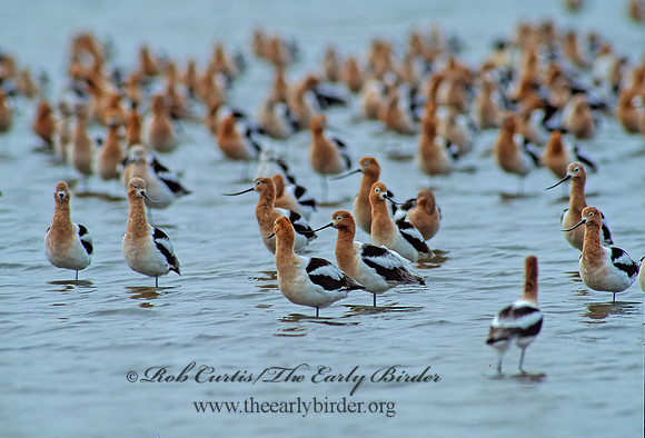 Recurvirostra americana  AMERICAN AVOCET 46519z