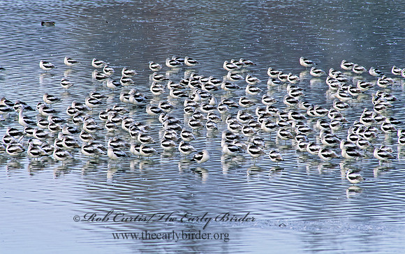 Recurvirostra americana  AMERICAN AVOCET 159035z