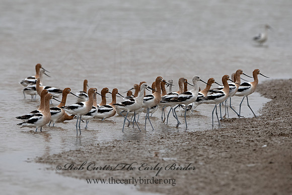 Recurvirostra americana  AMERICAN AVOCET 3029690z