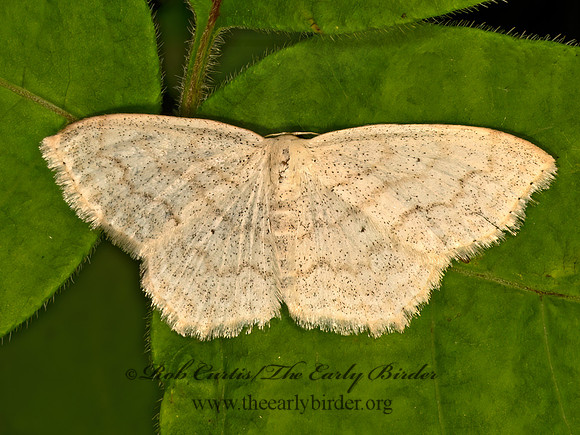 Scopula limboundata LARGE LACE-BORDER 9079957z