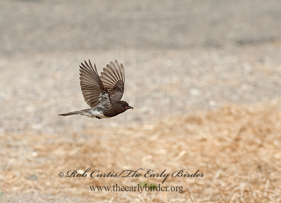 Sayornis nigricans  BLACK PHOEBE 8036818z